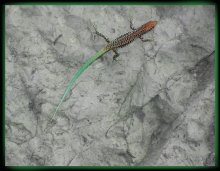 Lizard / ***