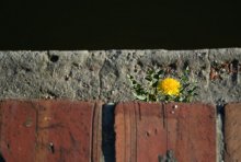 on beraze Odra I syadzela ... / ***