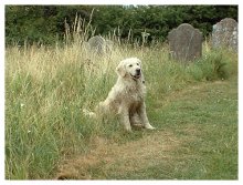 White Dog / ***