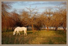 Apple orchard. / ***