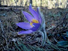 Pasque-flower / ***