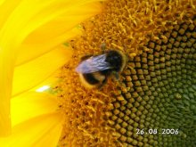 Bumblebee / ***