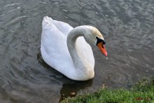 Schwan / ***