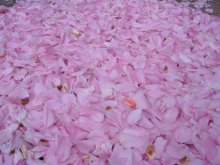 Petals ... / ***
