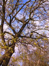 Spring Beauty 3 / ***