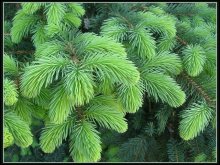 greenbacks and pushistenko / ***