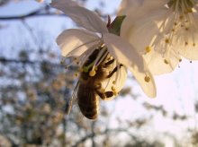 bee / ***