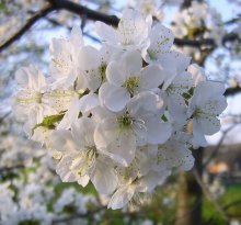 bud / ***