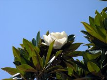 Magnolia / ***