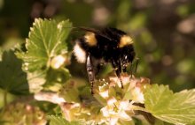 First nectar / ***