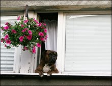 where are you, my darling? / ***