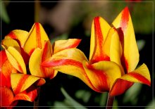 Simply beautiful flowers / ***