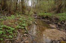 Forest Brook / ***