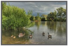 where the ducks are well / ***