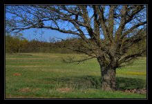 of spring / ***