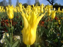 Yellow Crown / ***