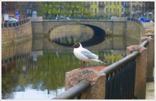 St. Petersburg's / ***