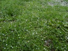 Hail / ***