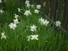 Daffodils / ***
