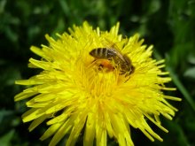 collecting honey / ***