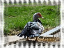 duck / ***