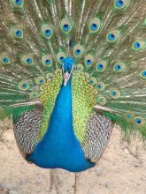 Bird / ***