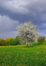 The lush green of the May / ***