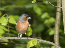 Birdie / ***
