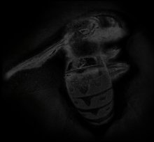bee / ***