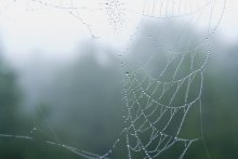 Landscape with gossamer / ***