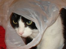 Katze im Sack / ***