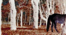 partial presence / ***