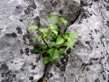 And on the rocks rostut trees / ***