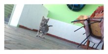 On the hunt / ***
