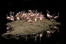 Vogelinsel / ***