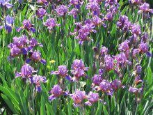 Irises - 1 / ***
