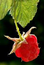 raspberry / ***
