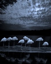 Midsummer Night's Dream / ***