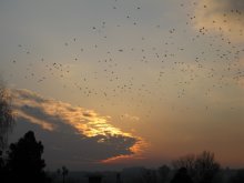 Fall in Kharkov / ***