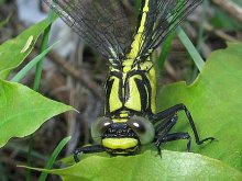 Dragonfly / ***