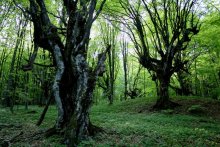 Wild forest / ***