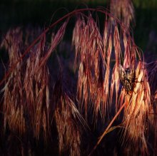 a fly on the field has gone ... / ***