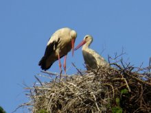 Storks / ***