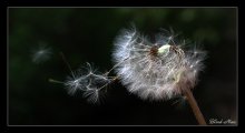 Vom Winde verweht ... / ***