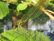 dragonfly / ***
