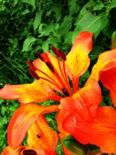 orange mood / ***