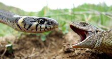 Reptiles / ***