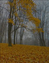 Leaf fall / ***