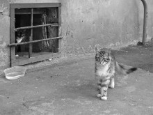 "Carry the same our rations!" / ***