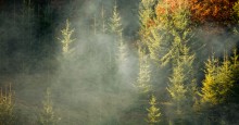 ... Über den Wald ... / ***